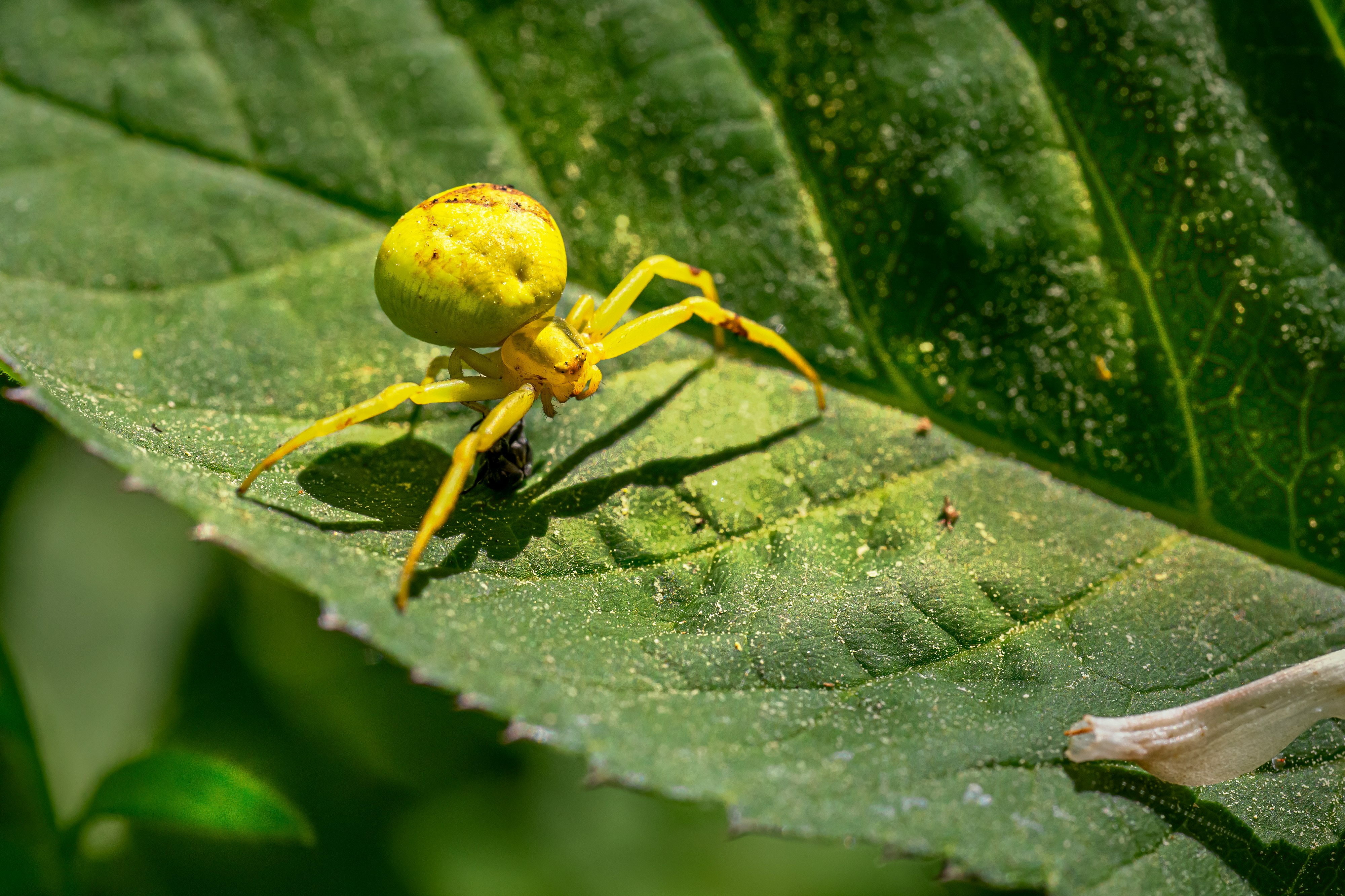 yellow spider on green leaf